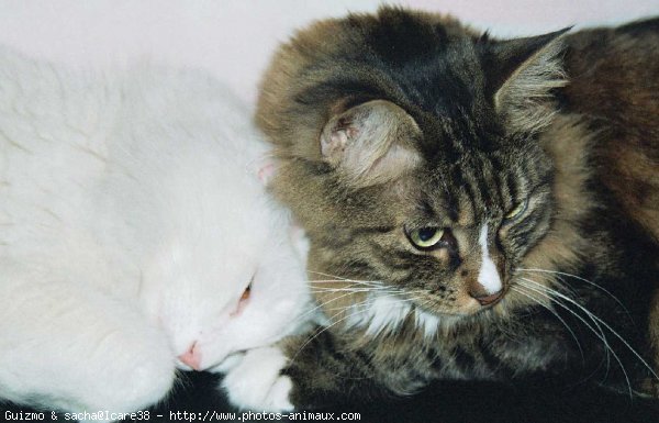 Photo de Chat domestique