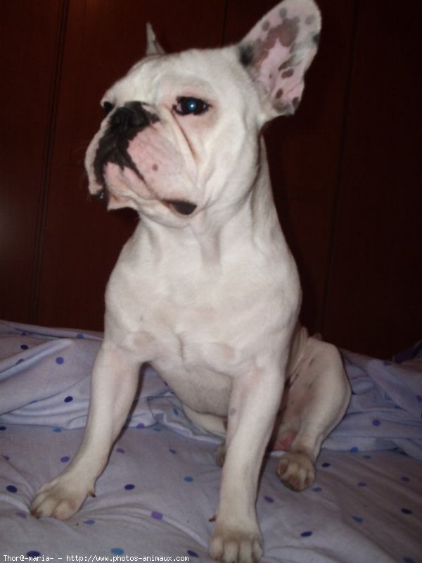 Photo de Bouledogue franais