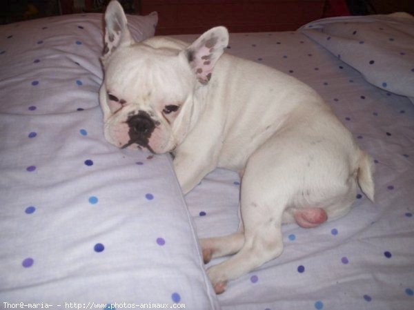 Photo de Bouledogue franais