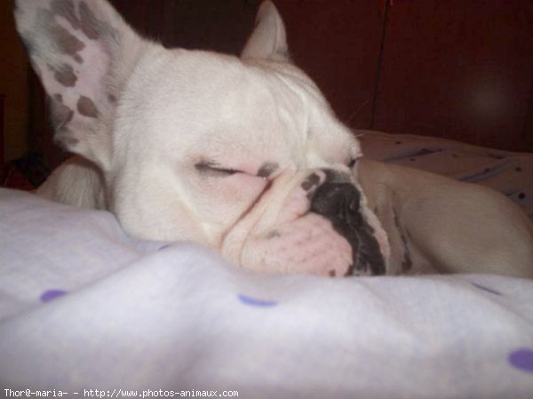 Photo de Bouledogue franais