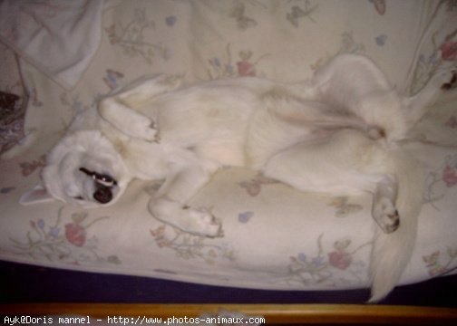 Photo de Berger blanc suisse