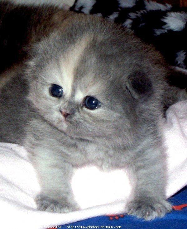 Photo de Scottish fold