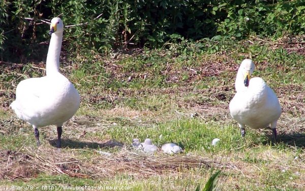 Photo de Cygne