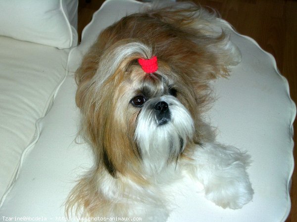 Photo de Shih tzu