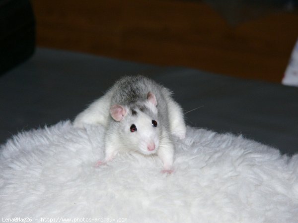 Photo de Rat