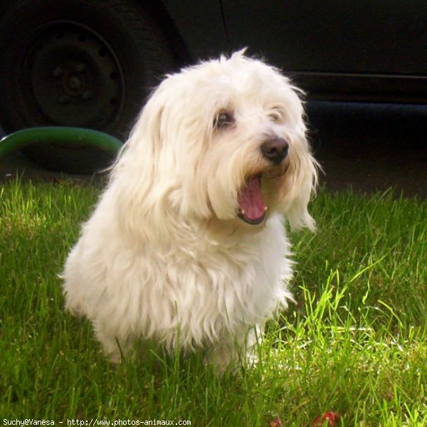 Photo de Coton de tulear