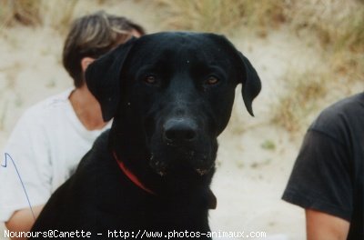 Photo de Labrador retriever