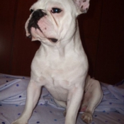 Photo de Bouledogue franais