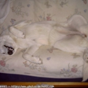 Photo de Berger blanc suisse