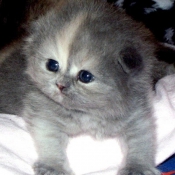 Photo de Scottish fold