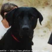 Photo de Labrador retriever