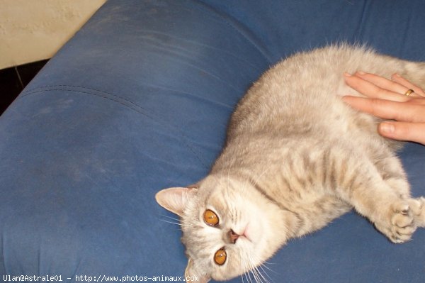 Photo de British shorthair