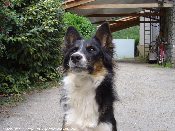 Photo de Border collie