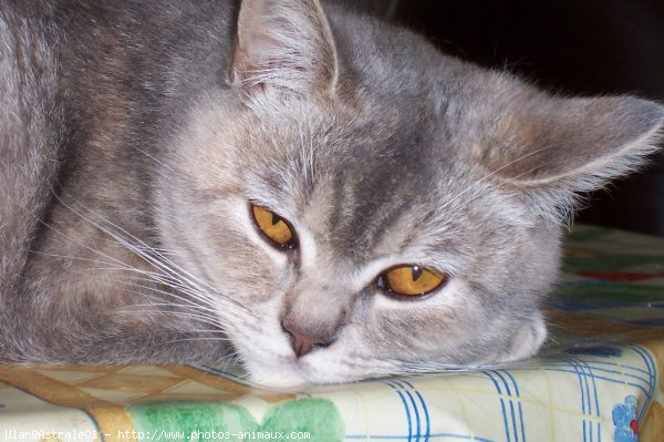 Photo de British shorthair