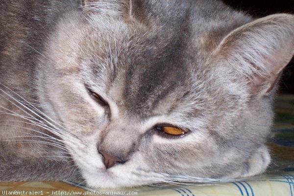 Photo de British shorthair