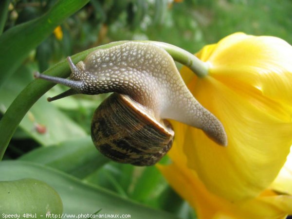 Photo d'Escargot