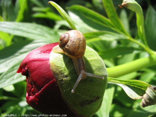 Photo d'Escargot