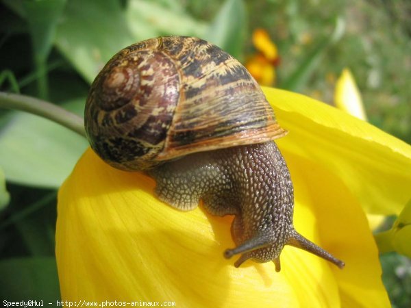 Photo d'Escargot