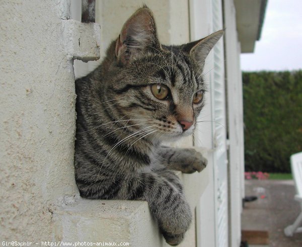 Photo de Chat domestique