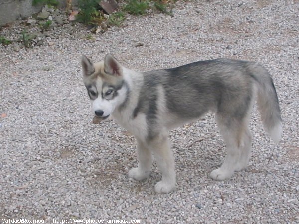 Photo de Husky siberien