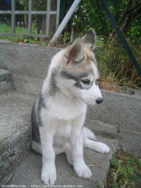 Photo de Husky siberien