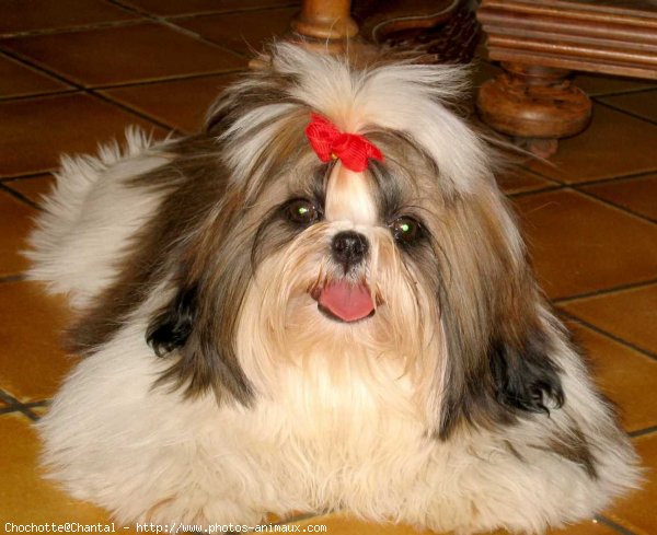 Photo de Shih tzu