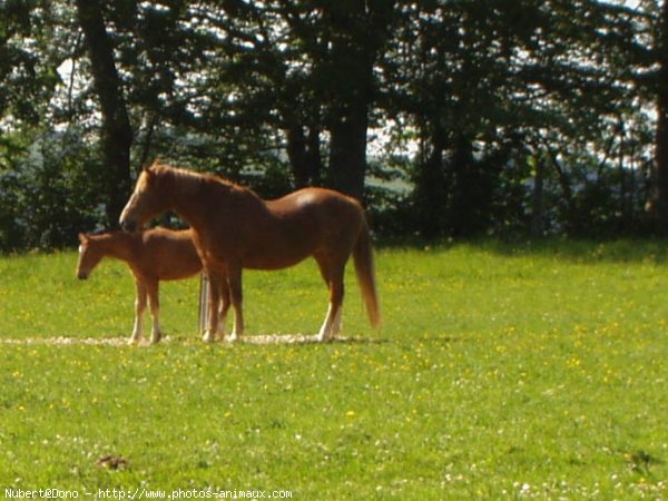 Photo de Suisse