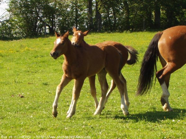 Photo de Suisse