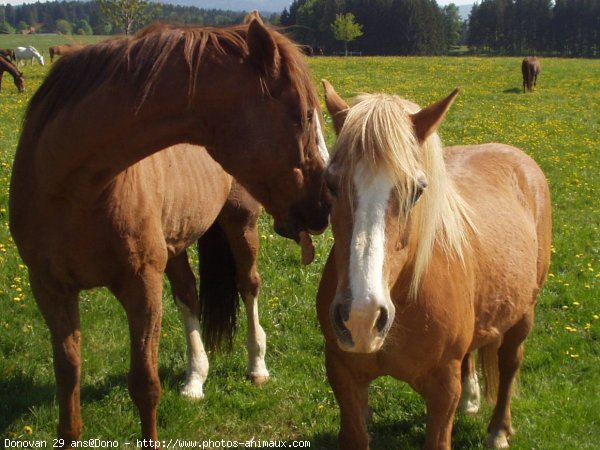 Photo de Races diffrentes