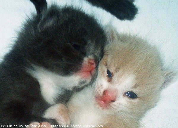 Photo de Chat domestique