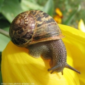 Photo d'Escargot