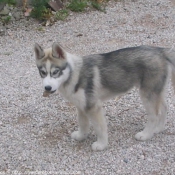 Photo de Husky siberien