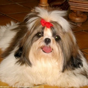 Photo de Shih tzu