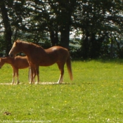 Photo de Suisse