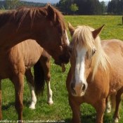 Photo de Races diffrentes