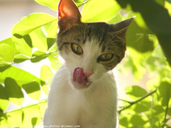 Photo de Chat domestique