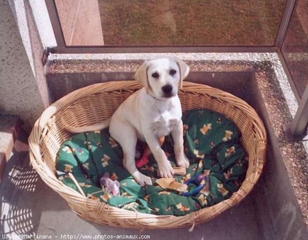 Photo de Labrador retriever