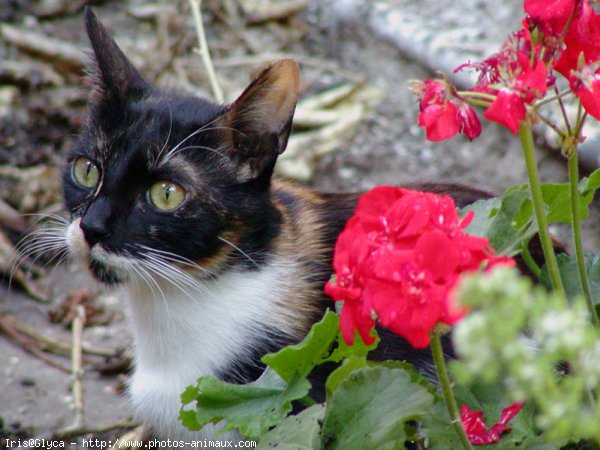 Photo de Chat domestique