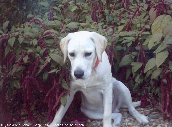 Photo de Labrador retriever