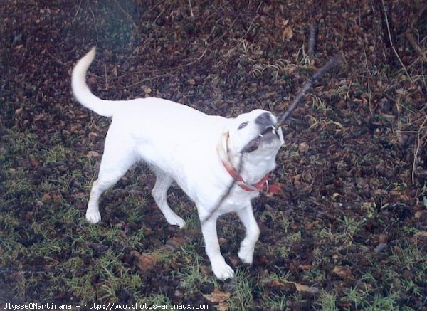 Photo de Labrador retriever