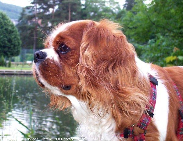 Photo de Cavalier king charles spaniel