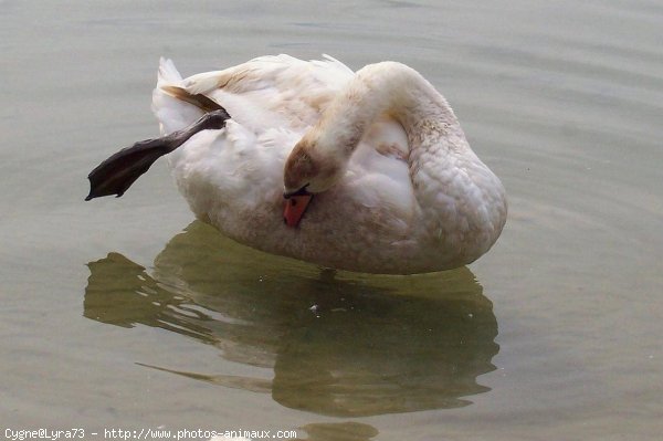 Photo de Cygne