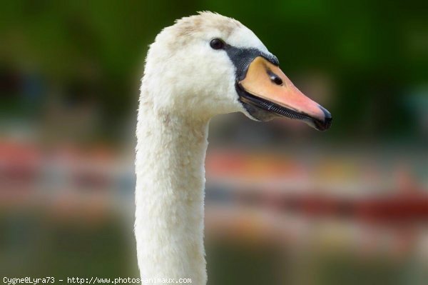 Photo de Cygne