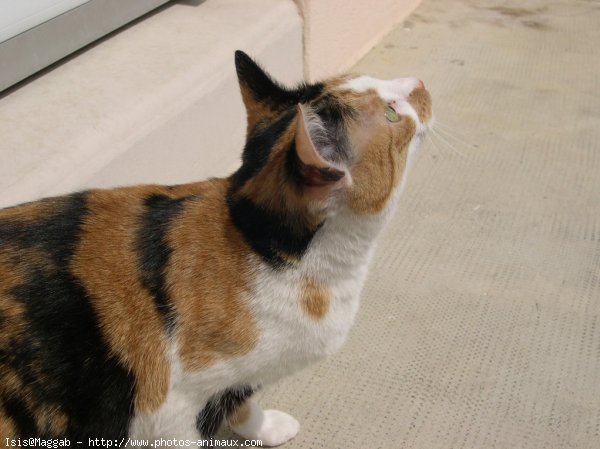 Photo de Chat domestique