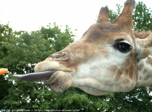 Photo de Girafe