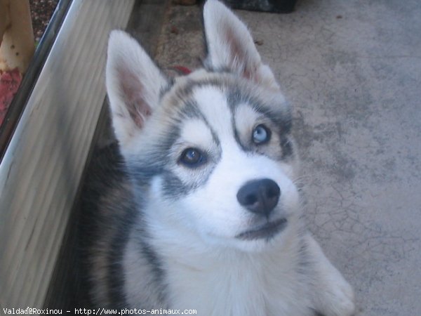 Photo de Husky siberien