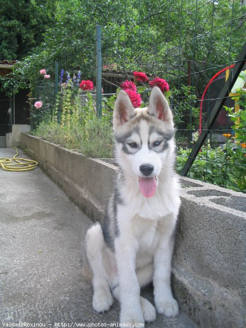 Photo de Husky siberien