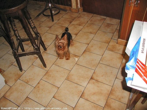 Photo de Yorkshire terrier