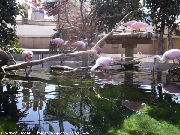 Photo de Flamand rose