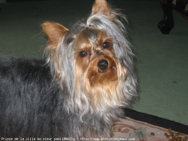 Photo de Yorkshire terrier